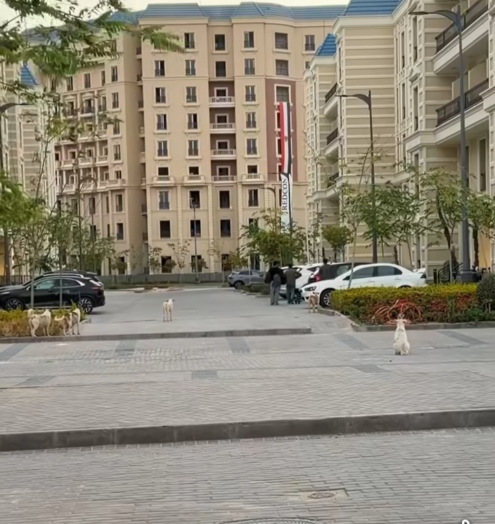 خطة شاملة لمواجهة الكلاب الضالة في المدن الجديدة