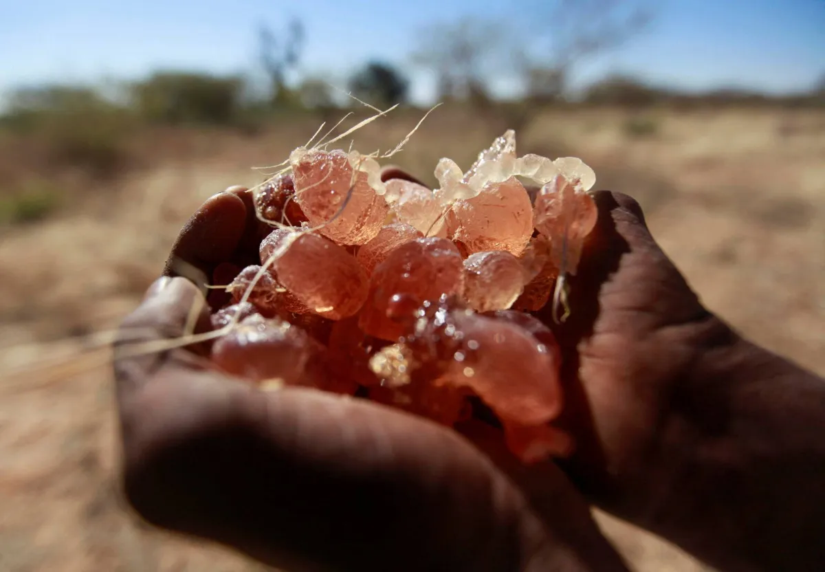 أزمة الصمغ العربي في السودان وتأثير الحرب