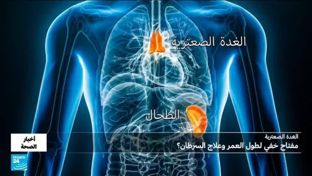 الغدة الصعترية ودورها في طول العمر